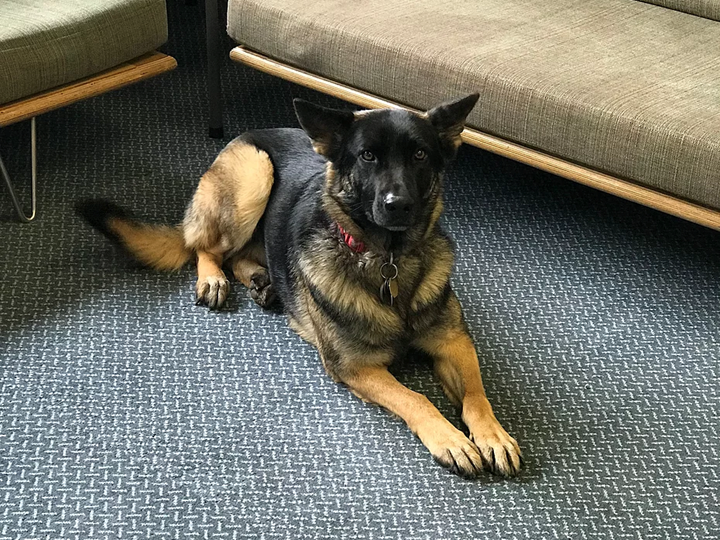 Meet the office dogs Lena and Preston